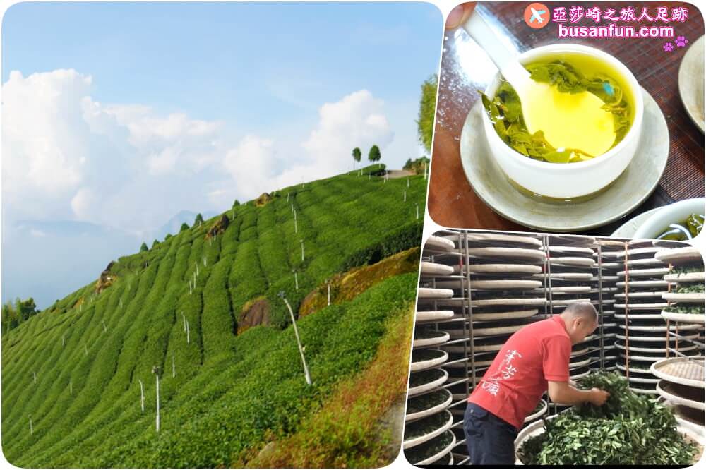 阿里山絕美茶園－寈芳茶廠