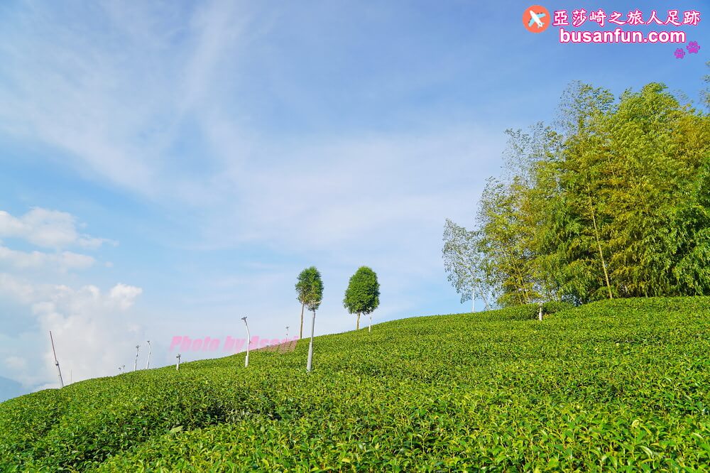 嘉義梅山大風埕觀日峰1420觀景台阿里山太和茶區新秘境