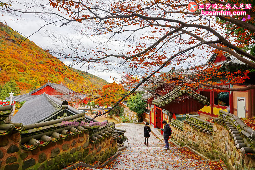韓國賞楓預測2022釜山賞楓景點推薦 - 第10張圖 韓國賞楓預測2022釜山賞楓景點推薦