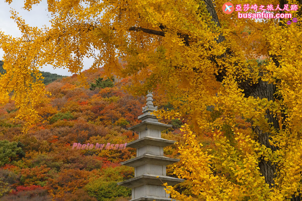 韓國賞楓預測2022釜山賞楓景點推薦 - 第12張圖 釜山梵魚寺 韓國賞楓 釜山賞楓