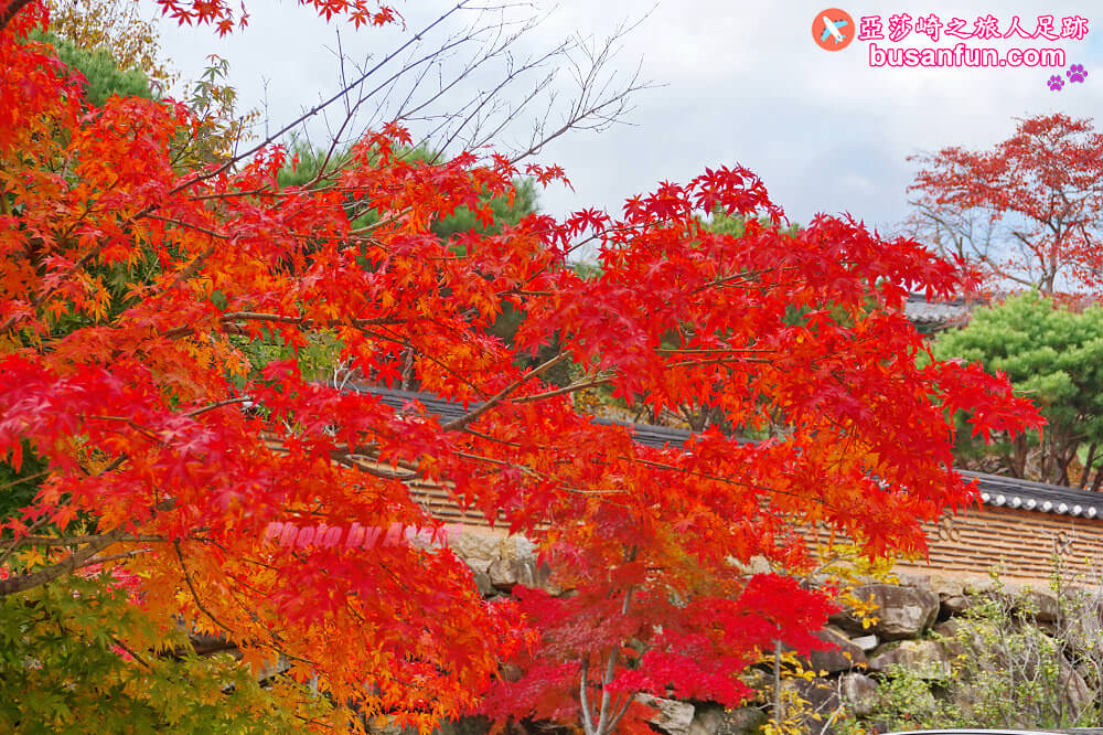 韓國賞楓預測2022釜山賞楓景點推薦 - 第14張圖 韓國賞楓 釜山賞楓