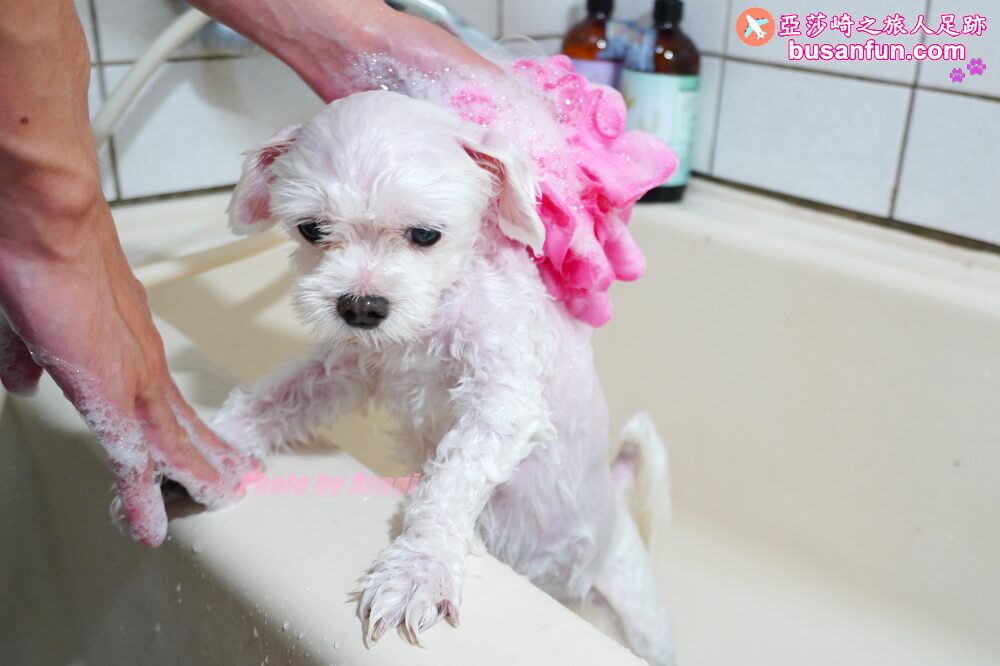 寵物洗澡注意事項