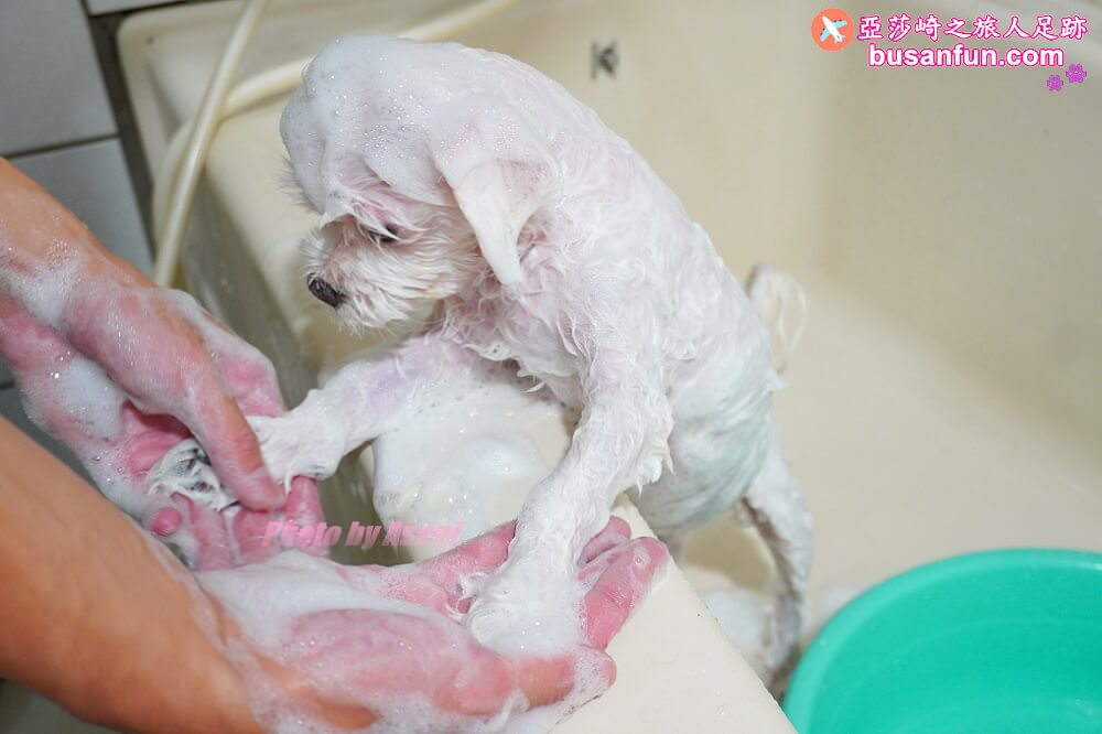 寵物洗澡推薦 Pride頂級白金寵物SPA除臭沐浴乳