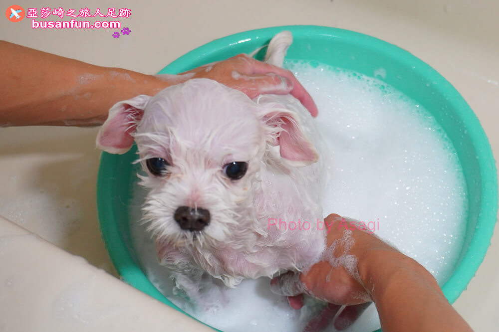 狗狗多久洗澡一次？ 寵物除臭