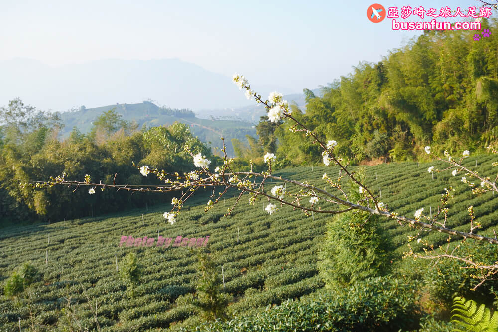 chiayi tea fragrance 72