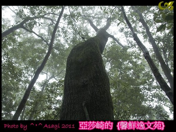 威威狸與迷糊龍愛唱歌 / 亞莎崎的狐狸童話系列{曙光魅談}