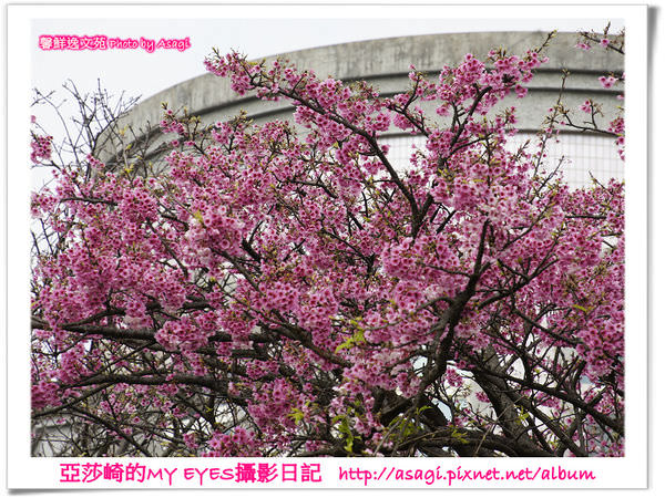 平菁街42巷豪宅牆外滿溢的櫻花|亞莎崎2013北台灣追花記事本