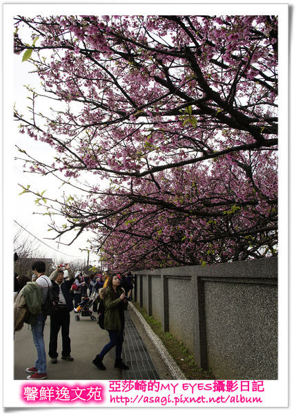 平菁街42巷豪宅牆外滿溢的櫻花|亞莎崎2013北台灣追花記事本